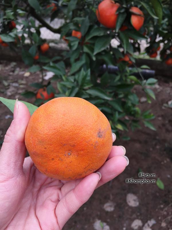 Cách phân biệt cam Canh chuẩn với cam Canh Trung Quốc-3