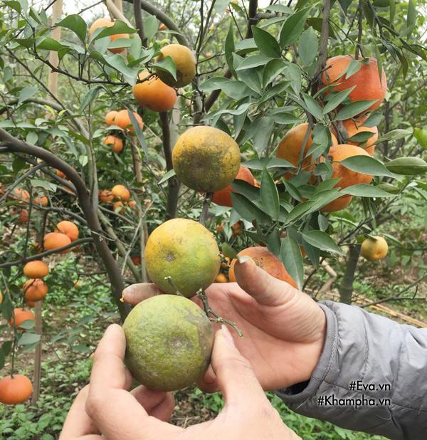 Cách phân biệt cam Canh chuẩn với cam Canh Trung Quốc-4