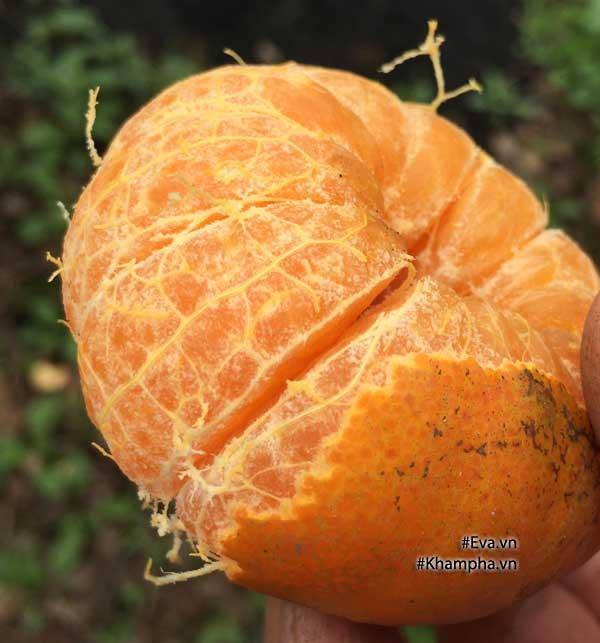 Cách phân biệt cam Canh chuẩn với cam Canh Trung Quốc-5