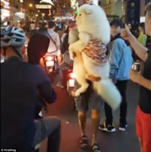 Chú chó ở Sài Gòn xuất hiện trên báo Tây vì có thân hình ‘khủng’-2