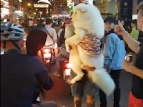 Chú chó ở Sài Gòn xuất hiện trên báo Tây vì có thân hình ‘khủng’