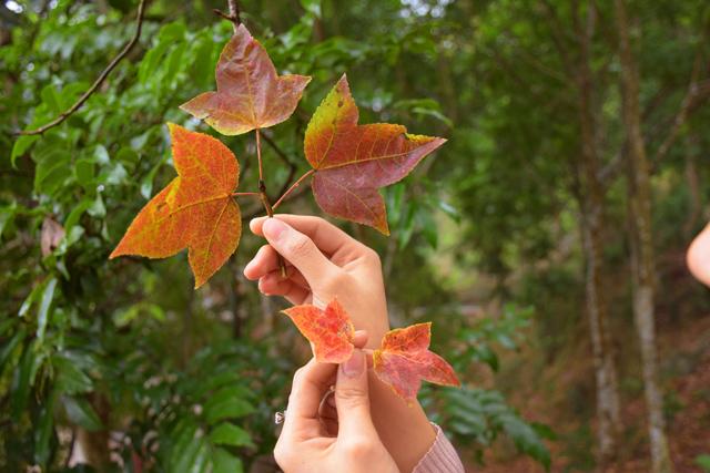 Ít người biết, ngay gần Hà Nội đã có rừng phong lá đỏ-3