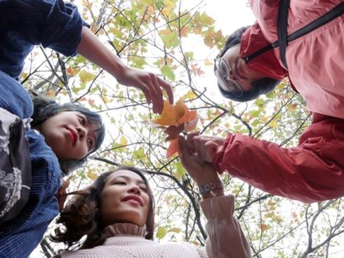 Ít người biết, ngay gần Hà Nội đã có rừng phong lá đỏ