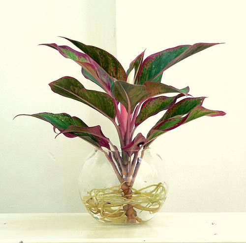 Khó mấy cũng phải tìm ra 4 loại cây vàng ngọc này đặt lên bàn thờ để tài lộc may mắn đua nhau về-1