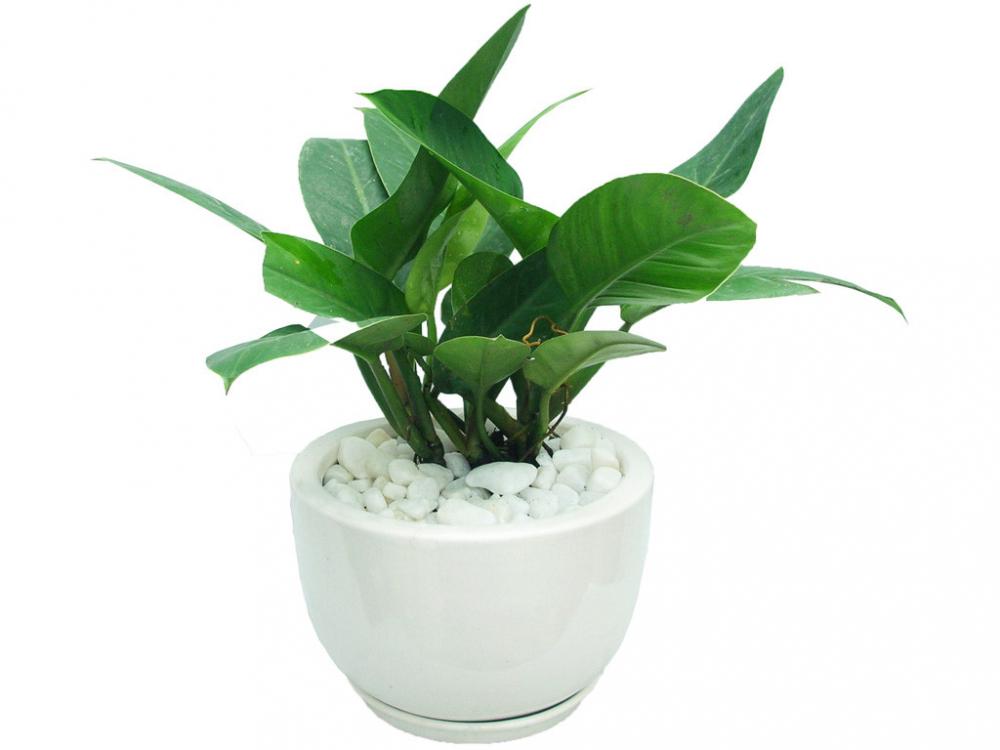 Khó mấy cũng phải tìm ra 4 loại cây vàng ngọc này đặt lên bàn thờ để tài lộc may mắn đua nhau về-2