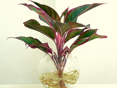 Khó mấy cũng phải tìm ra 4 loại cây vàng ngọc này đặt lên bàn thờ để tài lộc may mắn đua nhau về