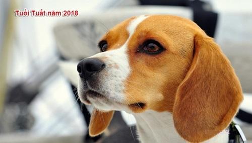 Tử vi người tuổi Tuất năm Mậu Tuất 2018-3