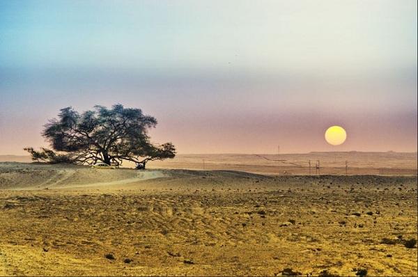 Kỳ lạ những điểm du lịch hút khách đến thăm chỉ vì… 1 cái cây-6