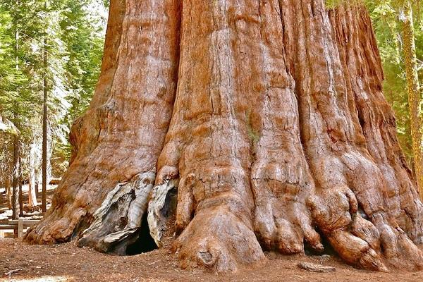 Kỳ lạ những điểm du lịch hút khách đến thăm chỉ vì… 1 cái cây-8