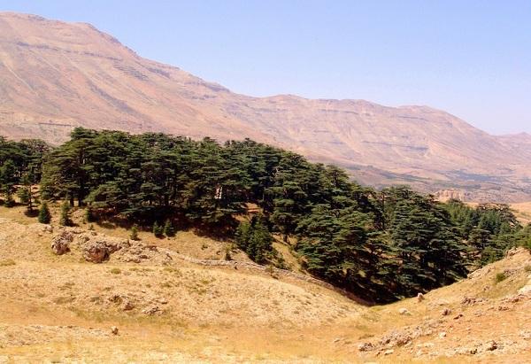 Kỳ lạ những điểm du lịch hút khách đến thăm chỉ vì… 1 cái cây-9