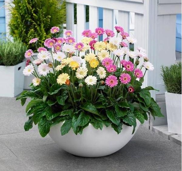 Con giáp này bằng mọi giá phải trồng được loại cây này trong nhà để tình tiền sáng rực, giàu ú ụ-2