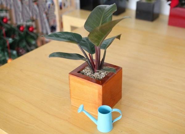Con giáp này bằng mọi giá phải trồng được loại cây này trong nhà để tình tiền sáng rực, giàu ú ụ-3
