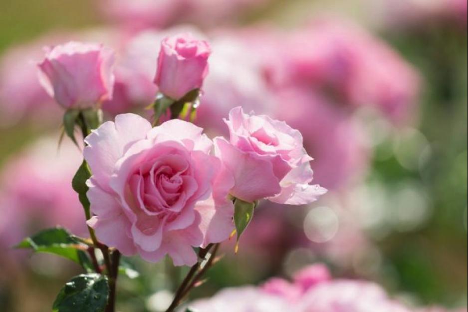 Tử vi tuần mới của 12 cung hoàng đạo từ ngày 22/1 đến 28/1/2018-4