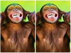Chết cười với những chú khỉ 'lầy lội'