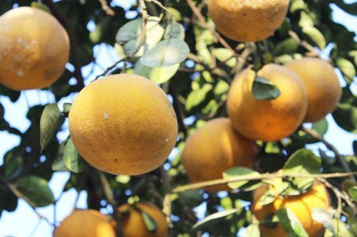 Những mẹo chọn bưởi Diễn ngọt có thể chị em chưa biết-3