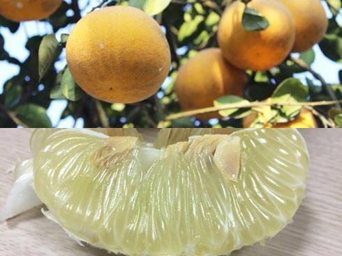 Nếu chỉ dùng bưởi để ăn tráng miệng thì thiếu sót quá, có hàng tá món ăn ngon lành làm từ quả bưởi đấy-5