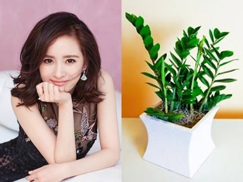 Trong 12 con giáp, ai sẽ là TỶ PHÚ, TIỀN ĐÈ CHẾT NGƯỜI trong nửa đầu năm 2018?