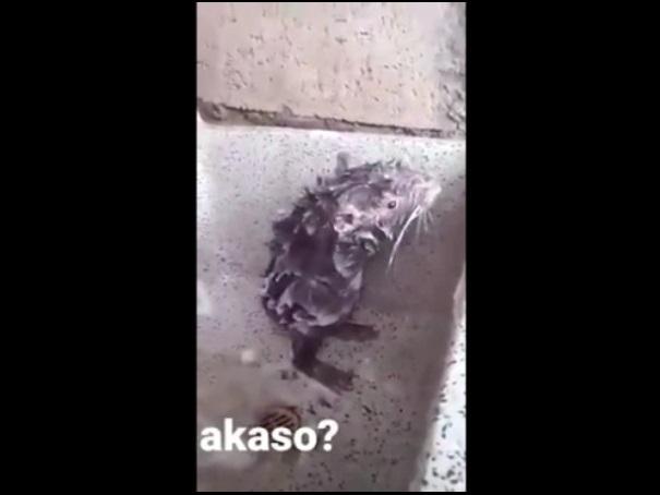 Như được Tiến Dũng nhập, chú mèo bắt bóng dính trăm quả như một-2