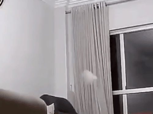 Như được Tiến Dũng 'nhập', chú mèo bắt bóng 'dính' trăm quả như một
