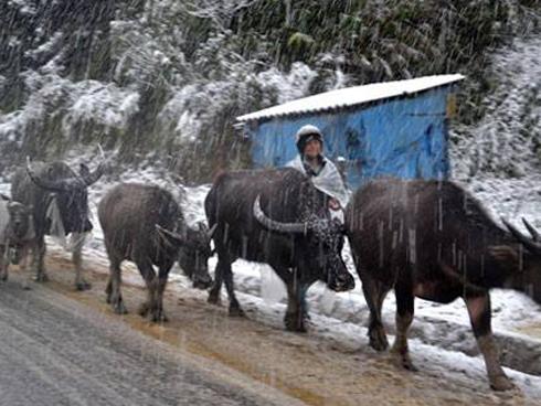 Hà Nội quá lạnh, học sinh tiểu học và mầm non nghỉ học-2