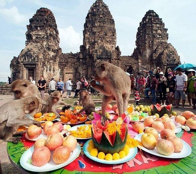 Tháng 11 hằng năm, tại tỉnh Lopburi, Thái Lan luôn tổ chức một bữa tiệc hoành tráng toàn hoa quả dành riêng cho khỉ. Ước tính có tới 4 tấn hoa quả cùng nhiều loại đồ uống được bày ra ở đền Pra Prang Sam Yot để phục vụ hàng ngàn thực khách đặc biệt.