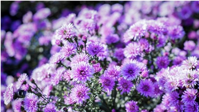 Vườn hoa thạch thảo tím lịm, đốn tim các thánh sống ảo-2