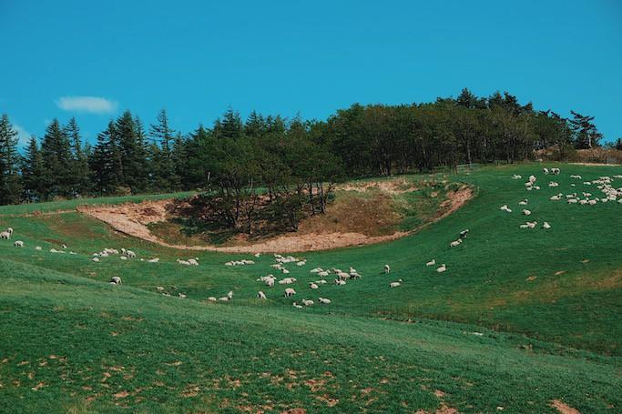 Đến Hàn Quốc, nhớ ghé trại cừu đẹp như phim mà Xuân Trường đã hẹn hò cùng bạn gái tin đồn-4