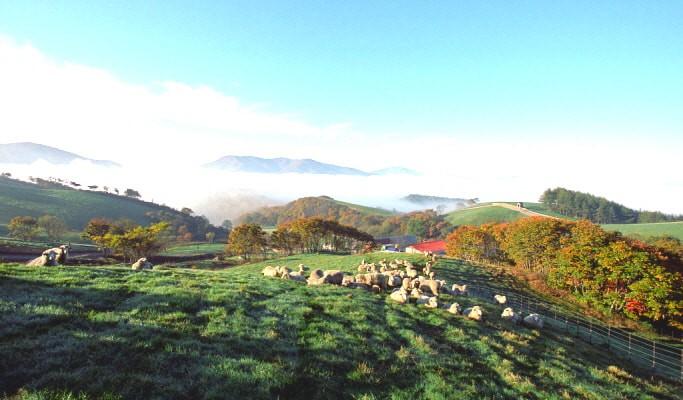 Đến Hàn Quốc, nhớ ghé trại cừu đẹp như phim mà Xuân Trường đã hẹn hò cùng bạn gái tin đồn-5