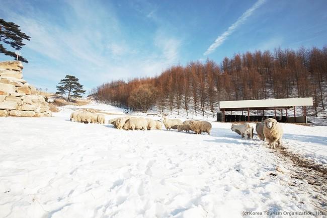 Đến Hàn Quốc, nhớ ghé trại cừu đẹp như phim mà Xuân Trường đã hẹn hò cùng bạn gái tin đồn-7