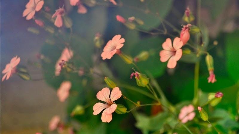 Tử vi thứ Năm ngày 1/2/2018 của 12 cung hoàng đạo-4