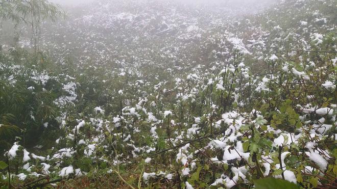 Cô dâu dũng cảm nhất năm: Mặc váy hở vai chụp ảnh cưới giữa băng tuyết Sapa-4