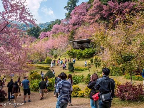 Kinh nghiệm cần nhớ khi săn tuyết ở Sa Pa-4