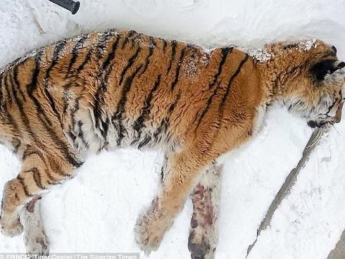 Đau miệng không ăn được, hổ hoang dã chạy vào làng cầu cứu người