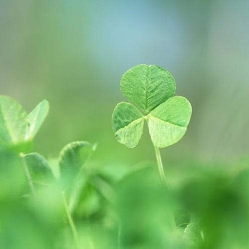 Tử vi thứ 7 ngày 3/2/2018 của 12 cung hoàng đạo-5