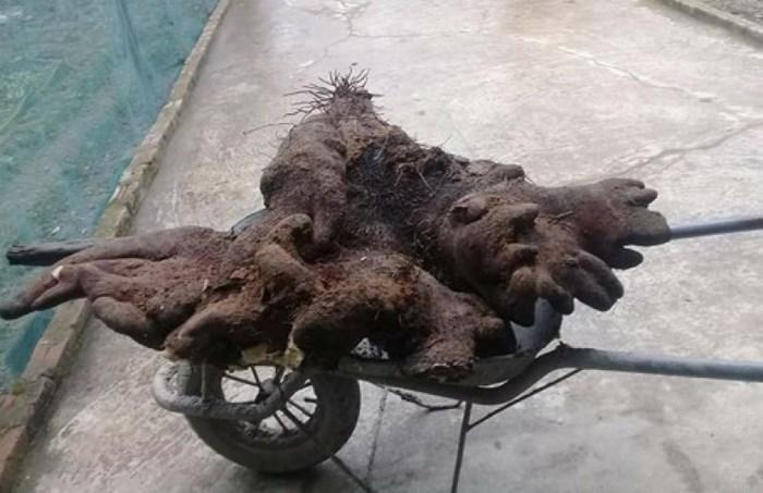 Cô gái bắt cóc bé 3 tháng tuổi ở bệnh viện vì muốn... cưới chồng-2