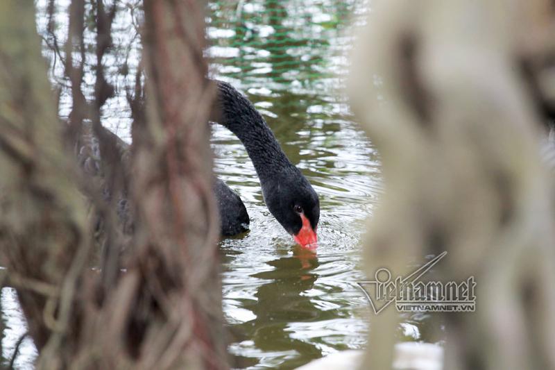 Hà Nội thả 12 con thiên nga châu Âu ở hồ Gươm-1