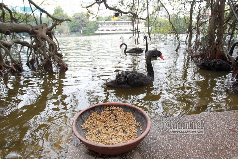 Hà Nội thả 12 con thiên nga châu Âu ở hồ Gươm-3