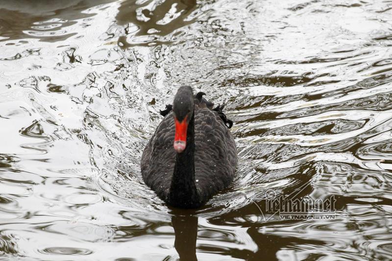 Hà Nội thả 12 con thiên nga châu Âu ở hồ Gươm-4