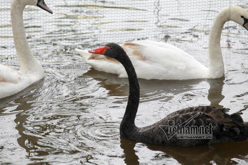 Hà Nội thả 12 con thiên nga châu Âu ở hồ Gươm-5