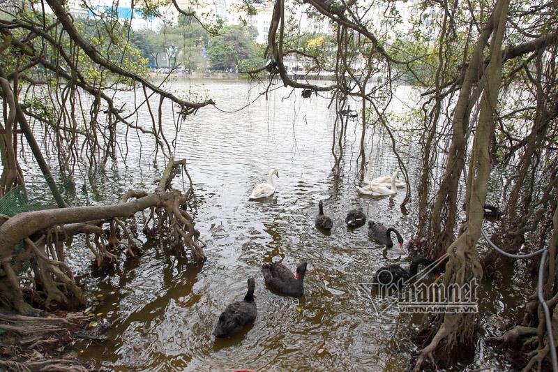 Hà Nội thả 12 con thiên nga châu Âu ở hồ Gươm-6