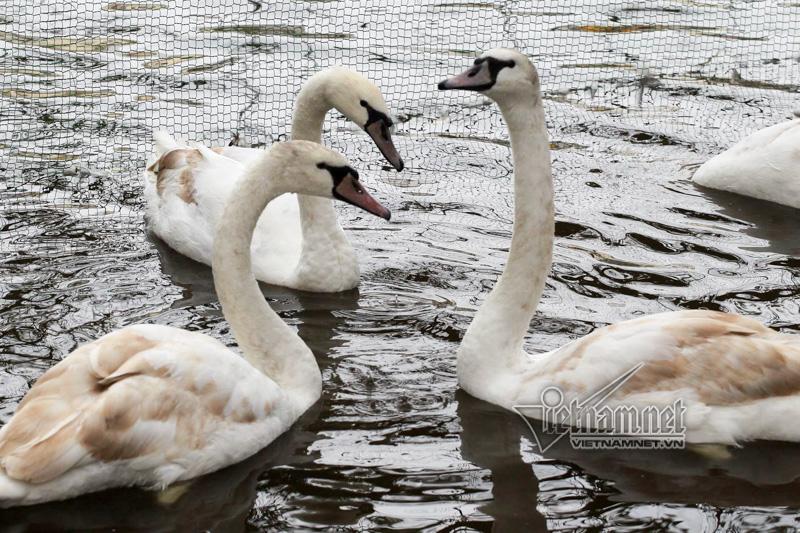 Hà Nội thả 12 con thiên nga châu Âu ở hồ Gươm-8