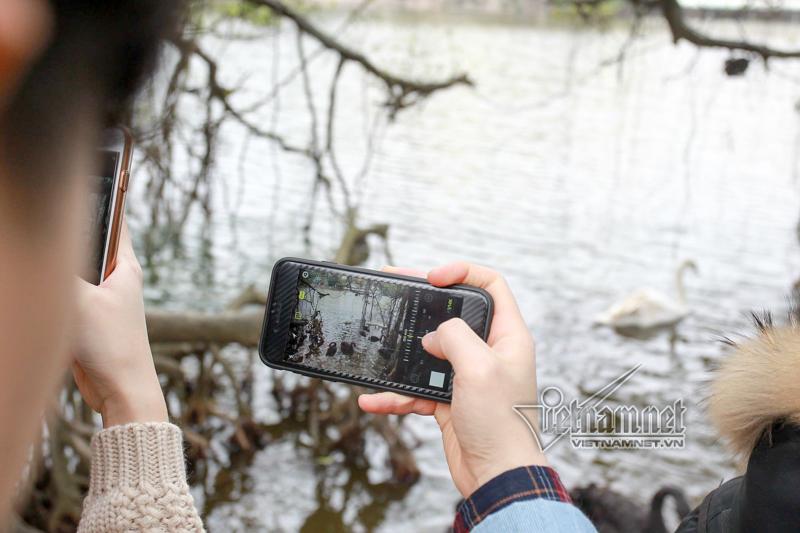 Hà Nội thả 12 con thiên nga châu Âu ở hồ Gươm-9