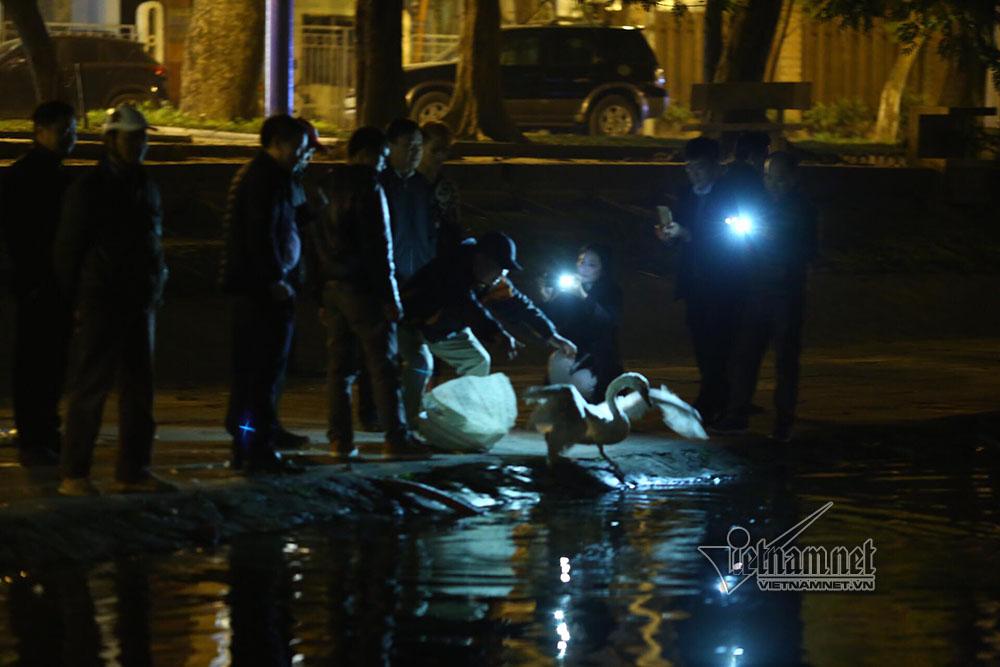 12 con thiên nga ở hồ Gươm bị bắt lại trong đêm-3