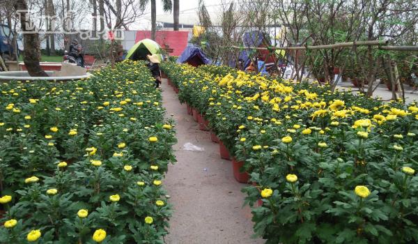 Chuyện phía sau những người trồng đào nhọc nhằn cả năm chỉ để chở Tết lên phố-6