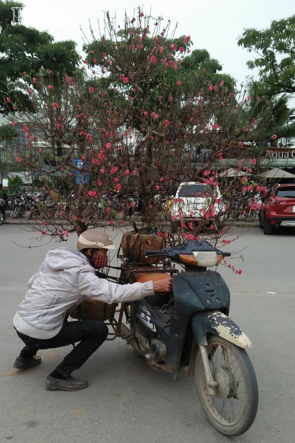 Chuyện phía sau những người trồng đào nhọc nhằn cả năm chỉ để chở Tết lên phố-7