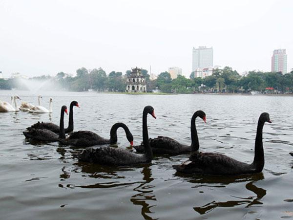 Người tặng thiên nga tại Hà Nội từng bị phạt vì nuôi động vật hoang dã-2