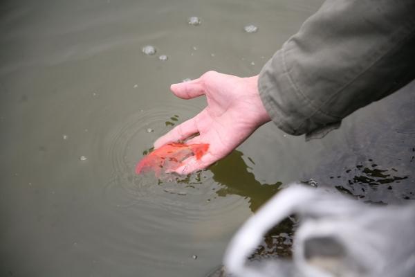 Sợ ‘tắc đường’, người dân mang cá chép thả tiễn ông Công ông Táo về trời sớm-13