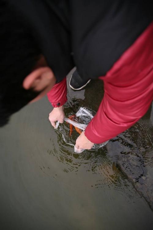 Sợ ‘tắc đường’, người dân mang cá chép thả tiễn ông Công ông Táo về trời sớm-14