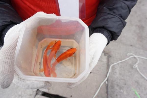 Sợ ‘tắc đường’, người dân mang cá chép thả tiễn ông Công ông Táo về trời sớm-6