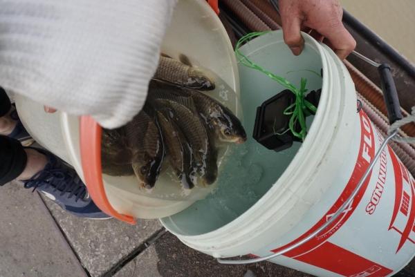 Sợ ‘tắc đường’, người dân mang cá chép thả tiễn ông Công ông Táo về trời sớm-10